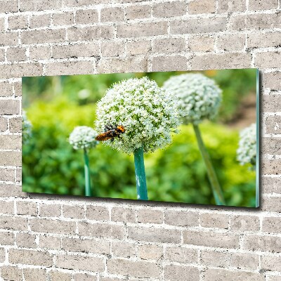 Tableau imprimé sur verre Ail en fleur