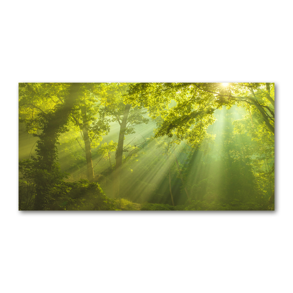 Tableau sur verre Forêt au soleil