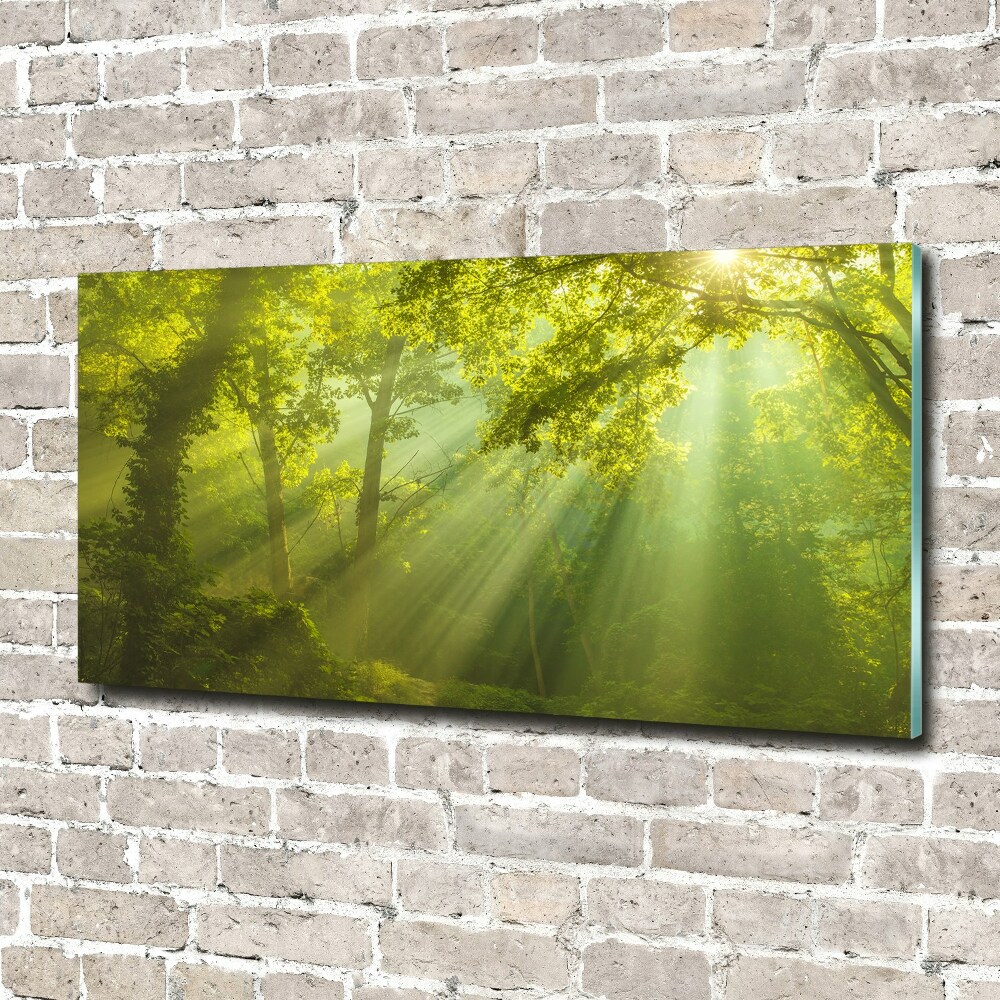 Tableau sur verre Forêt au soleil