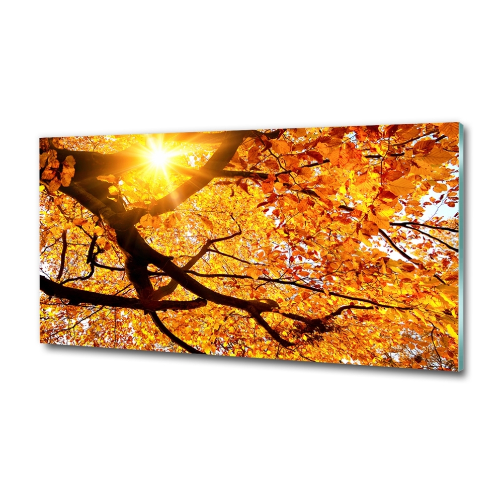 Tableau photo sur verre Couronne d'arbres en automne