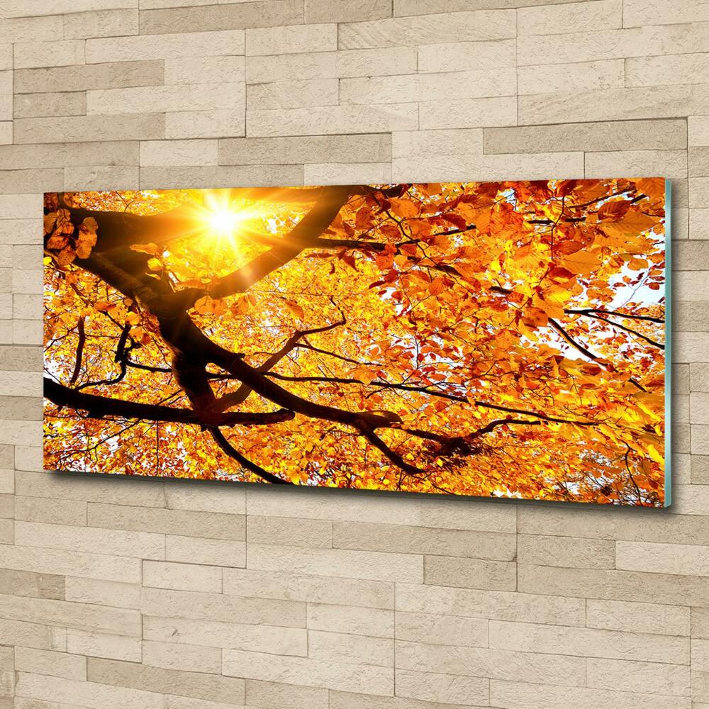 Tableau photo sur verre Couronne d'arbres en automne