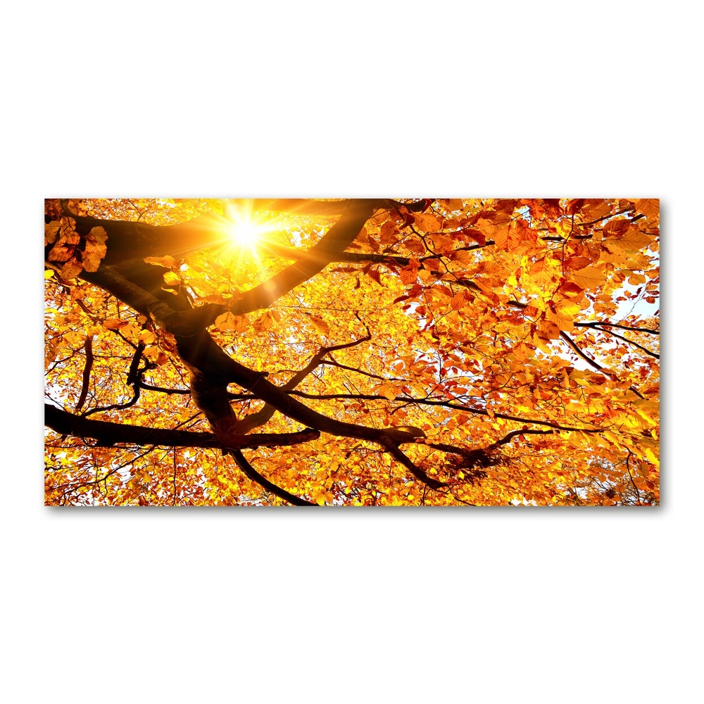 Tableau photo sur verre Couronne d'arbres en automne