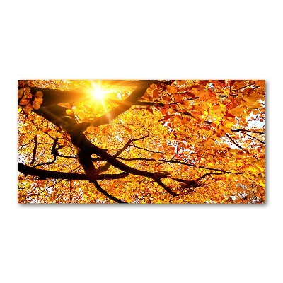 Tableau photo sur verre Couronne d'arbres en automne