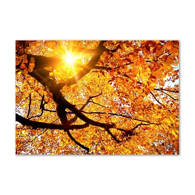 Tableau photo sur verre Couronne d'arbres en automne