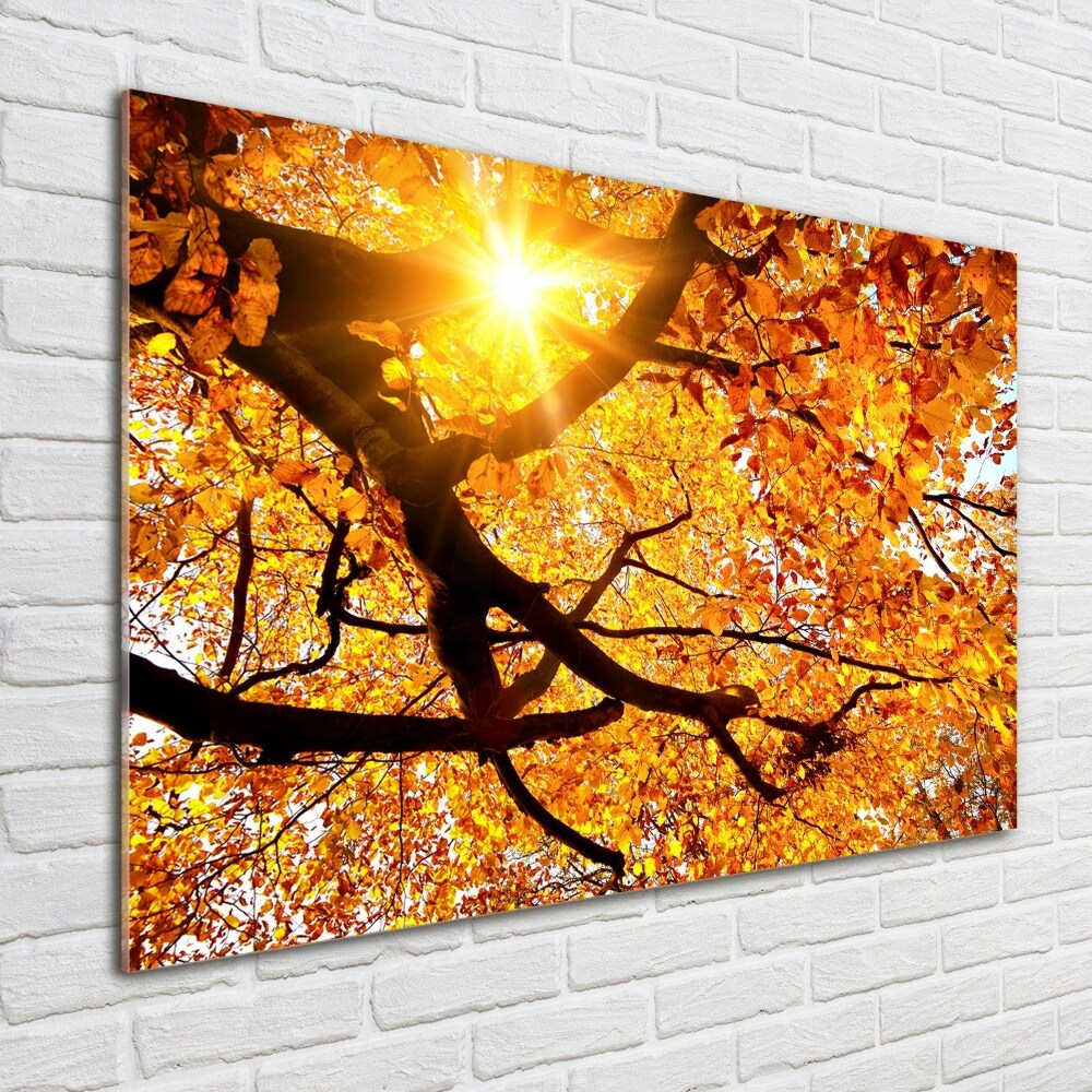 Tableau photo sur verre Couronne d'arbres en automne