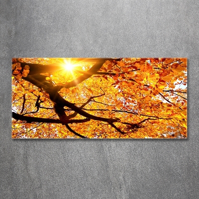 Tableau photo sur verre Couronne d'arbres en automne