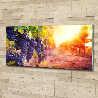 Tableau photo sur verre Vignes