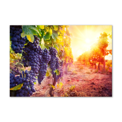 Tableau photo sur verre Vignes