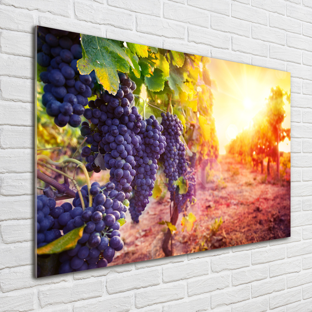 Tableau photo sur verre Vignes