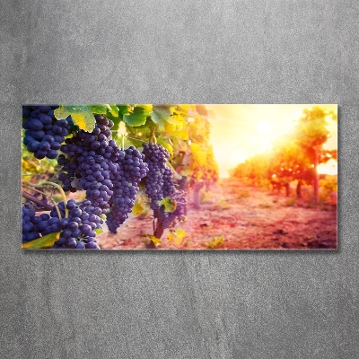 Tableau photo sur verre Vignes