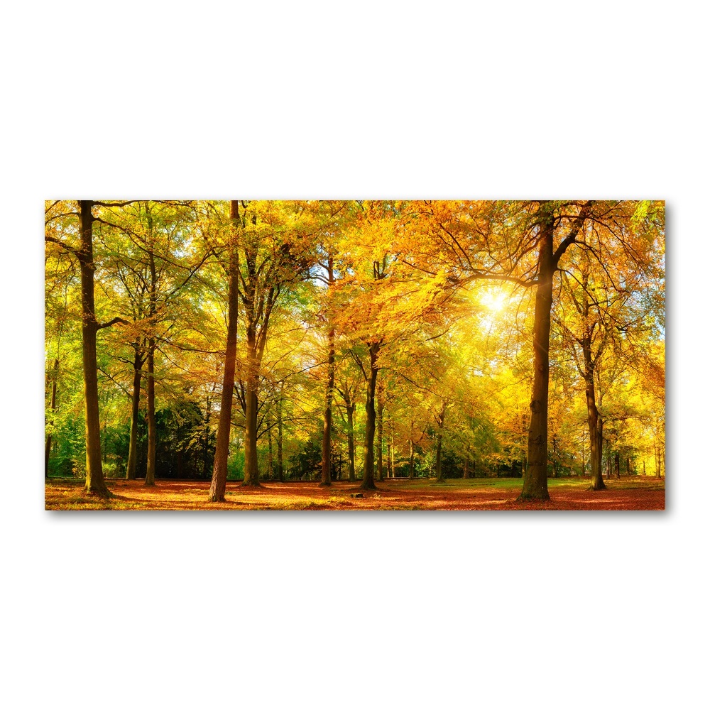 Tableau photo sur verre Forêt d'automne