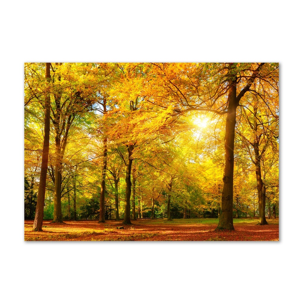 Tableau photo sur verre Forêt d'automne