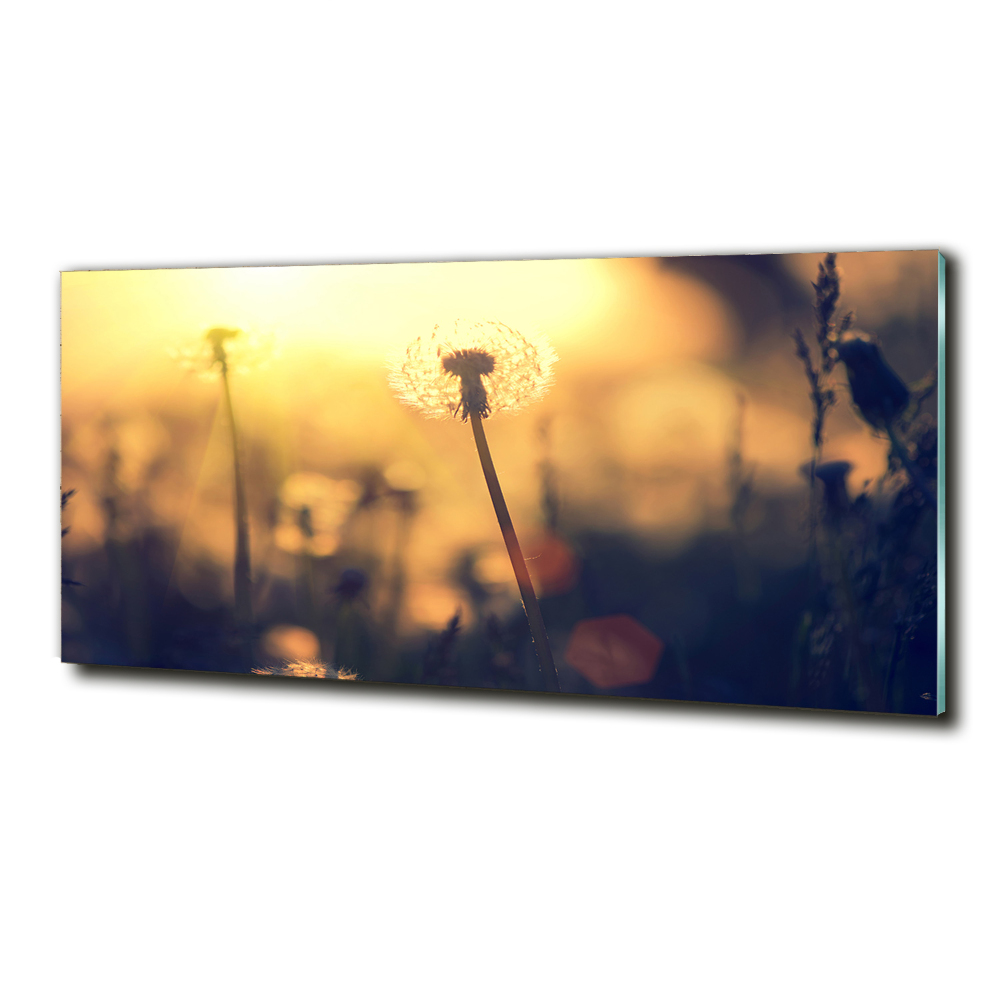 Tableau photo sur verre Pissenlit