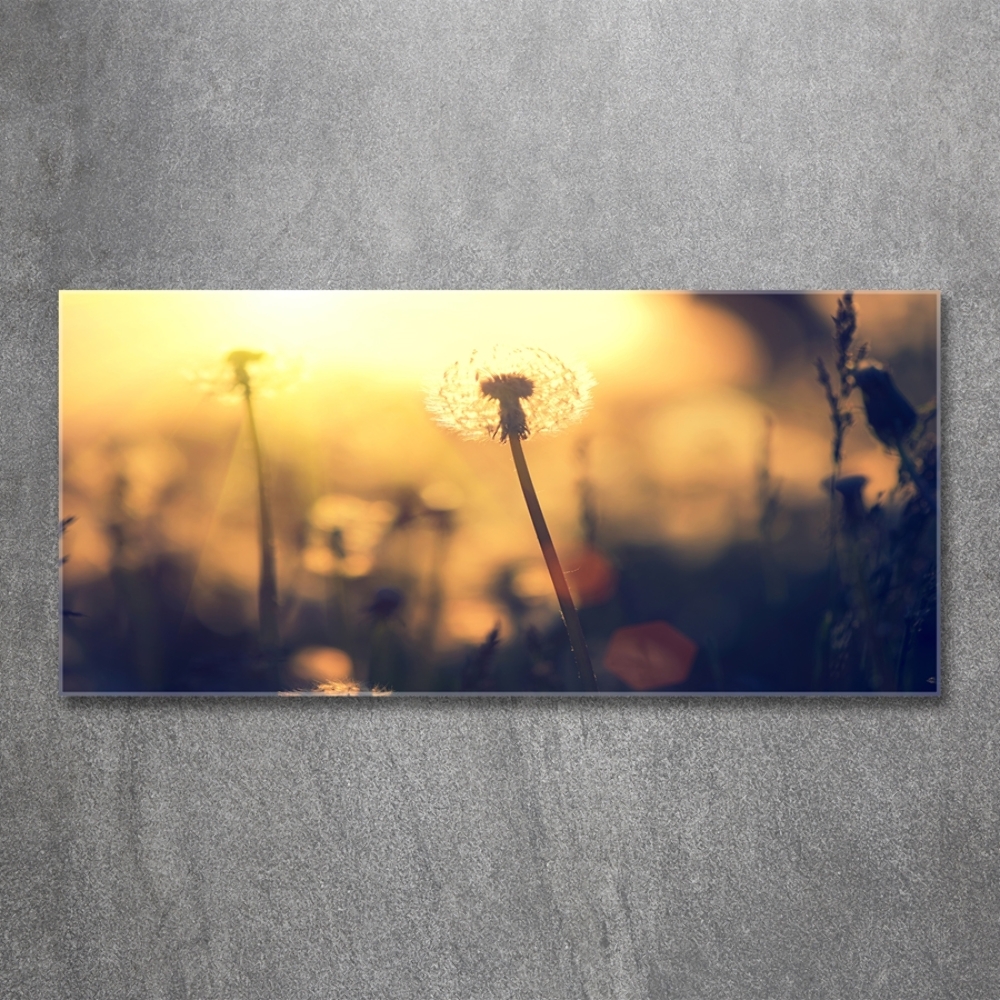 Tableau photo sur verre Pissenlit