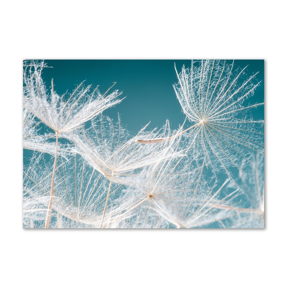 Tableau photo sur verre Graine de bouffi ciel