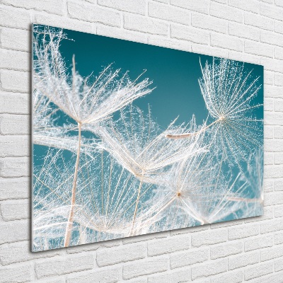 Tableau photo sur verre Graine de bouffi ciel