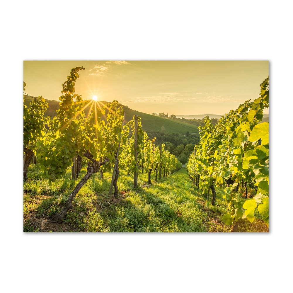 Tableau en verre Vignobles