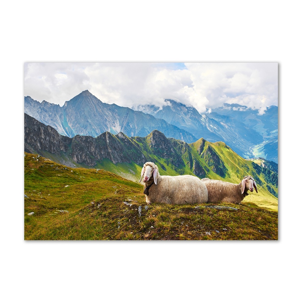 Tableau sur verre Mouton dans les Alpes