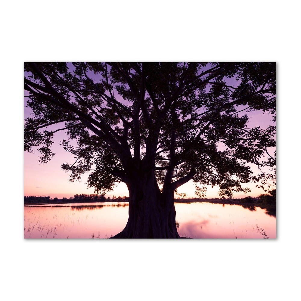 Tableau photo sur verre Arbre et lac