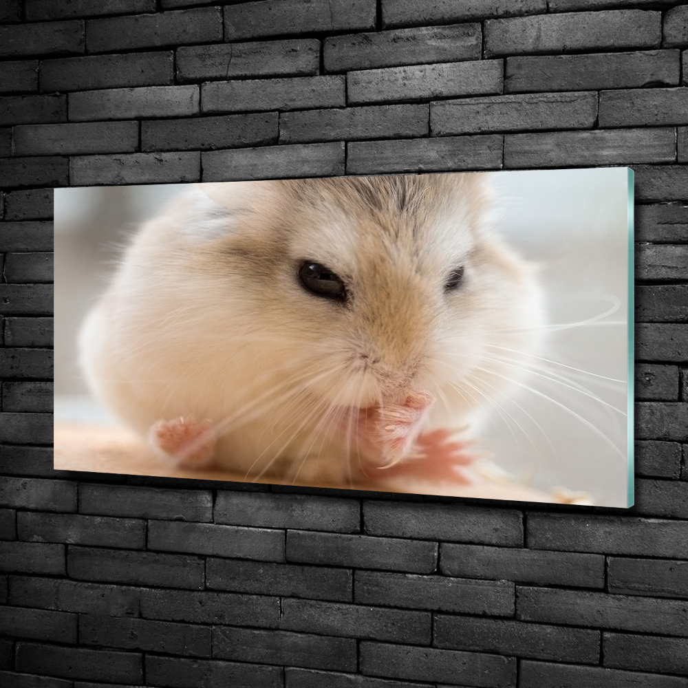 Tableau verre imprimé Hamster