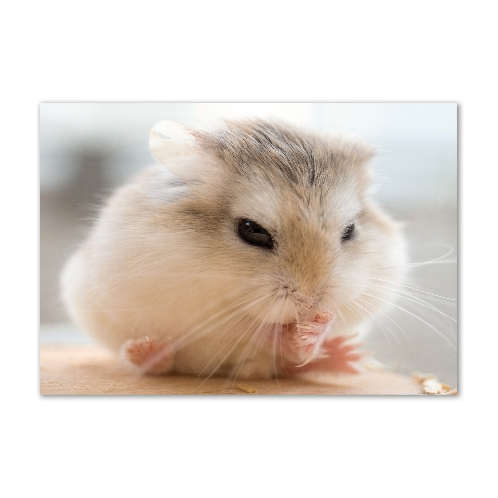 Tableau verre imprimé Hamster