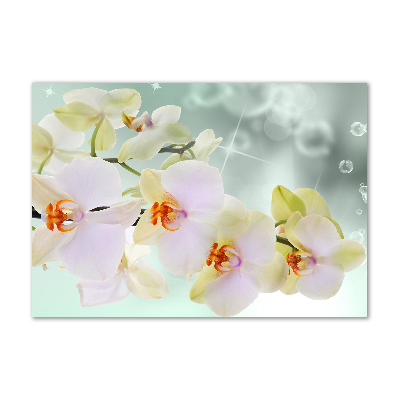 Tableau sur verre Orchidée blanche