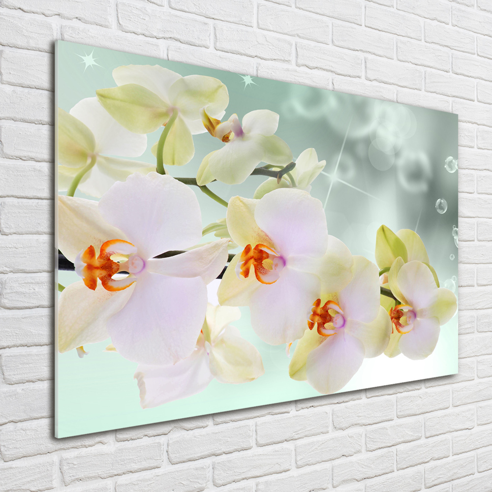 Tableau sur verre Orchidée blanche