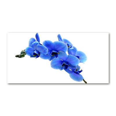 Tableau verre imprimé Orchidée bleue