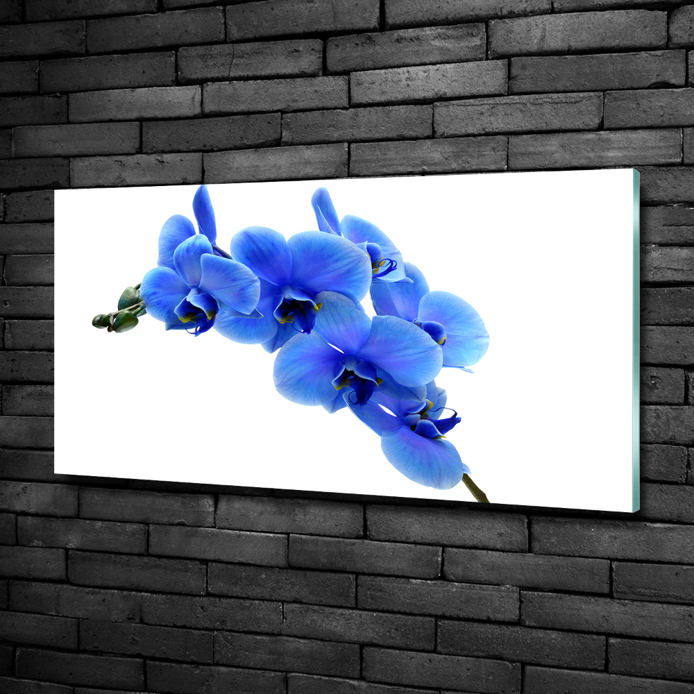 Tableau verre imprimé Orchidée bleue