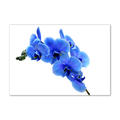 Tableau verre imprimé Orchidée bleue