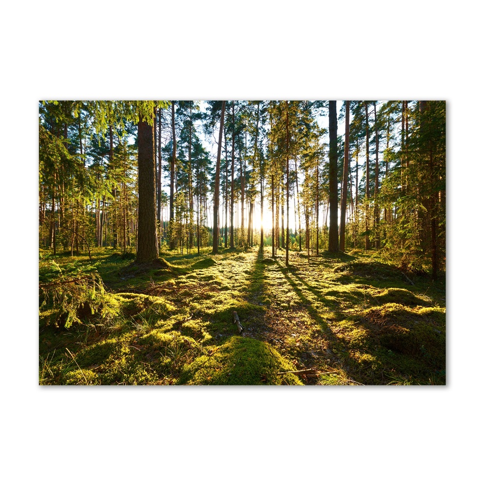 Tableau en verre Forêt de pins