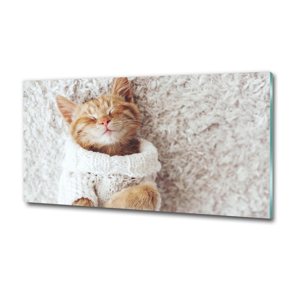 Tableau imprimé sur verre Chat en pull-over