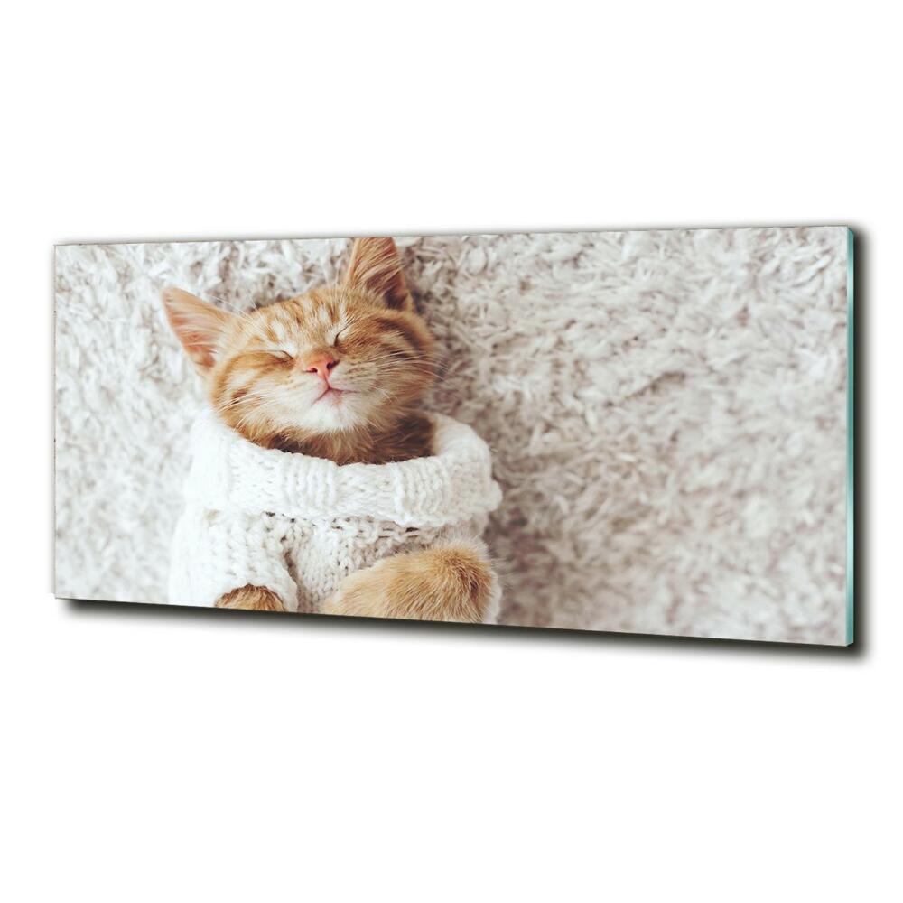 Tableau imprimé sur verre Chat en pull-over