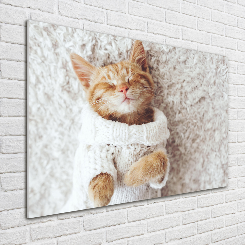 Tableau imprimé sur verre Chat en pull-over