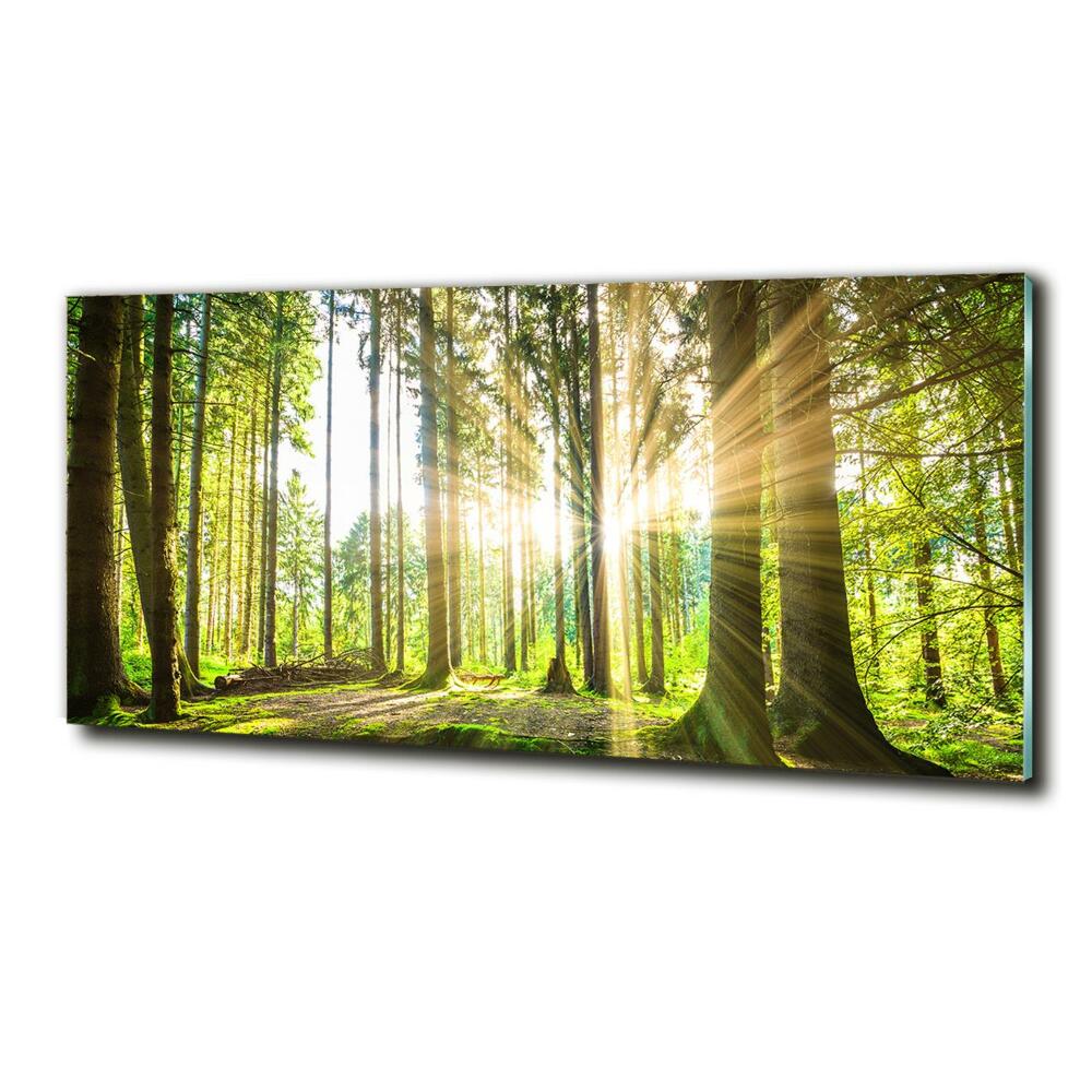 Tableau photo sur verre Forêt au soleil