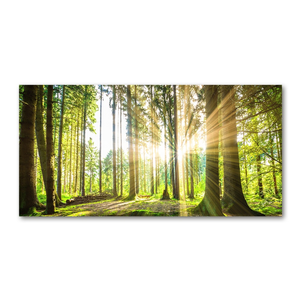 Tableau photo sur verre Forêt au soleil