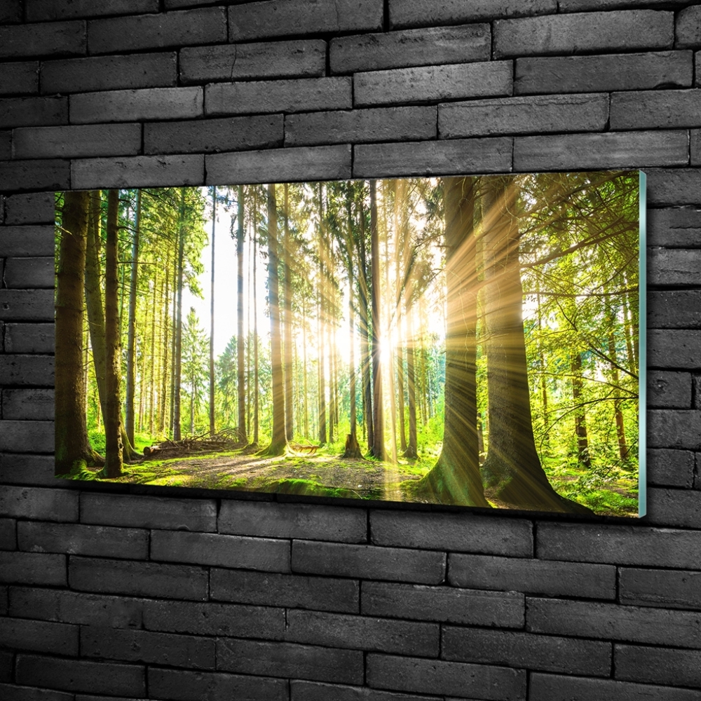 Tableau photo sur verre Forêt au soleil