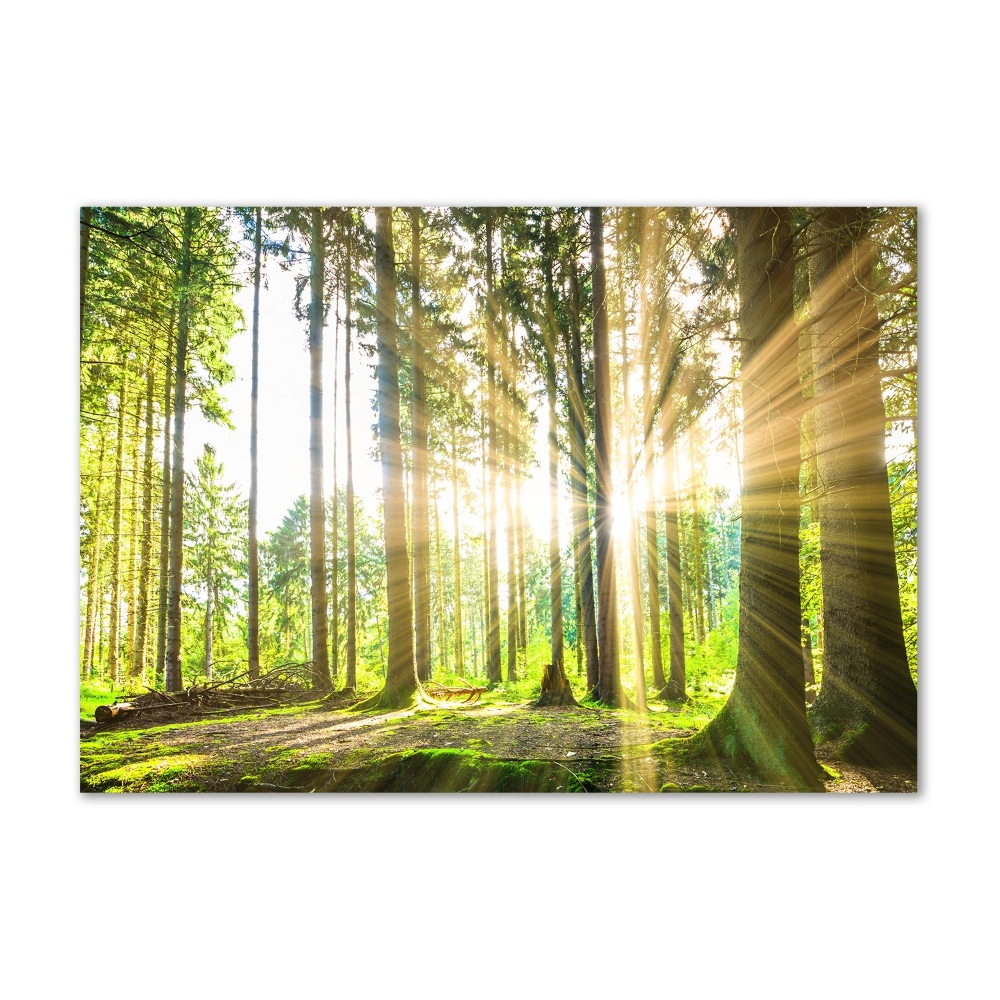 Tableau photo sur verre Forêt au soleil