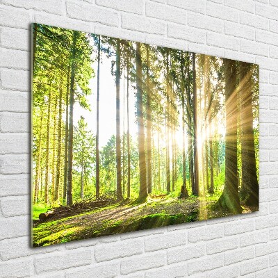 Tableau photo sur verre Forêt au soleil