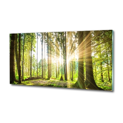 Tableau photo sur verre Forêt au soleil