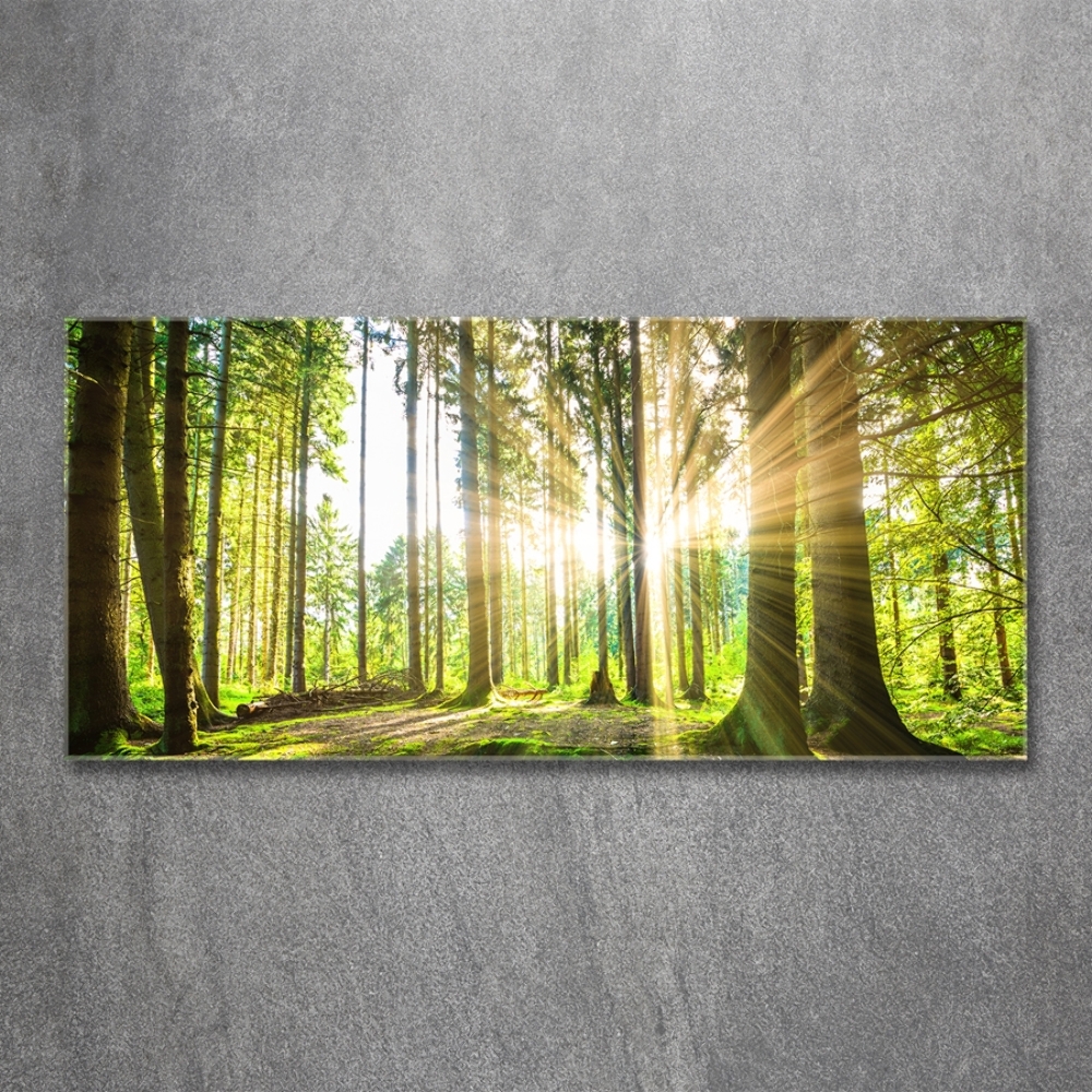 Tableau photo sur verre Forêt au soleil