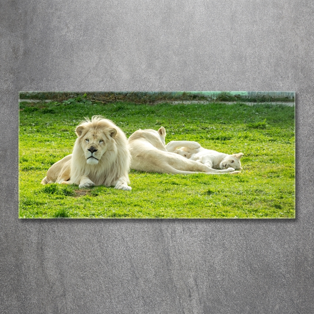 Tableau verre imprimé Lions beiges