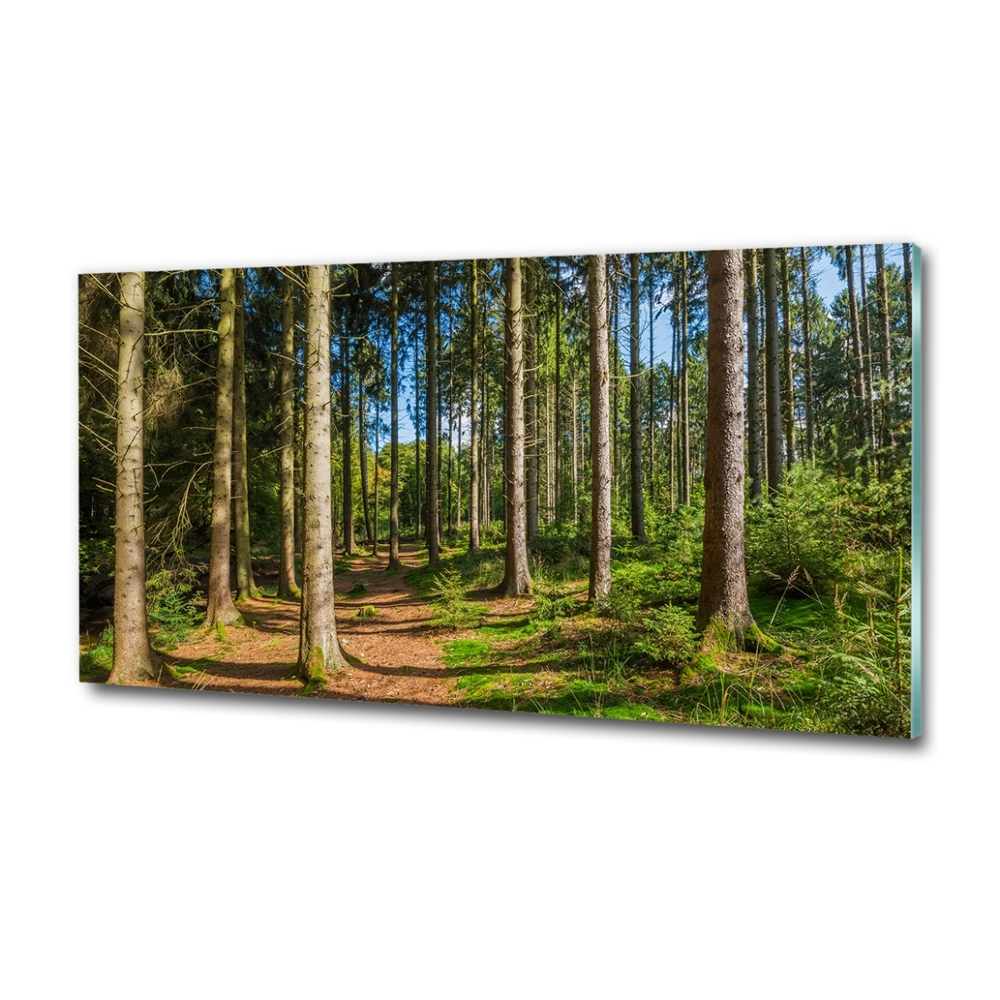 Tableau sur verre Panorama d'une forêt