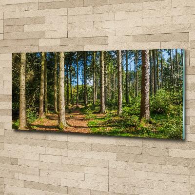 Tableau sur verre Panorama d'une forêt