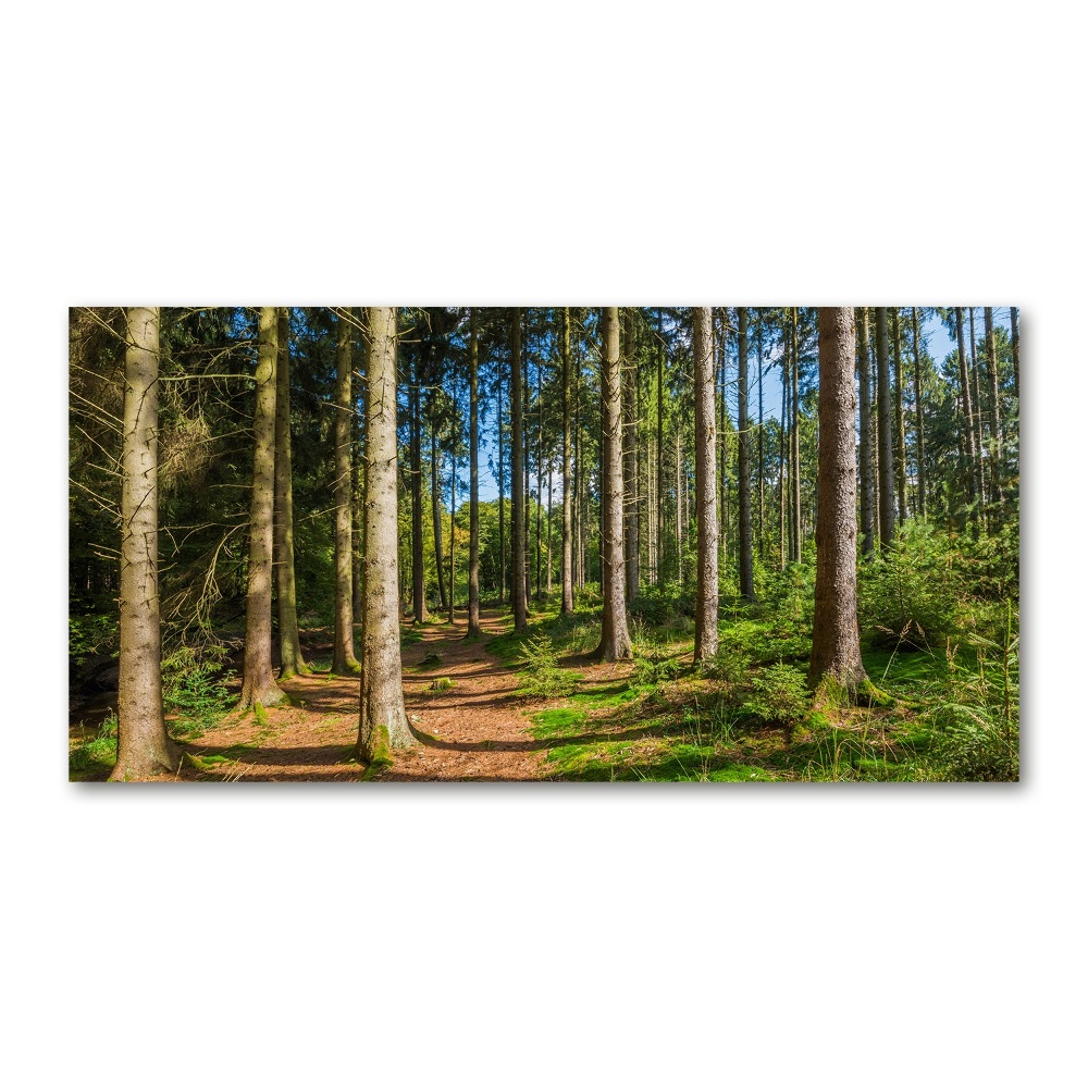 Tableau sur verre Panorama d'une forêt