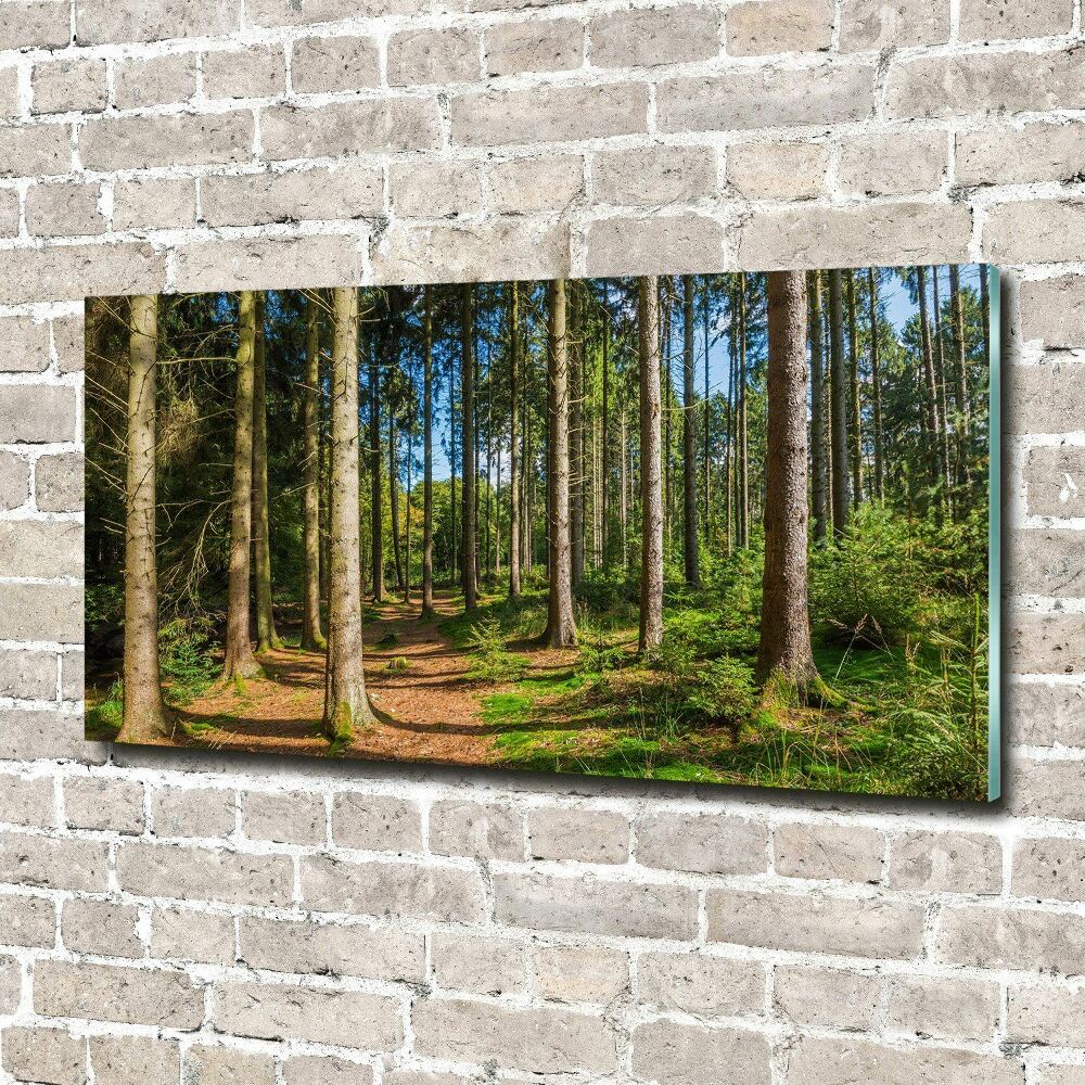 Tableau sur verre Panorama d'une forêt