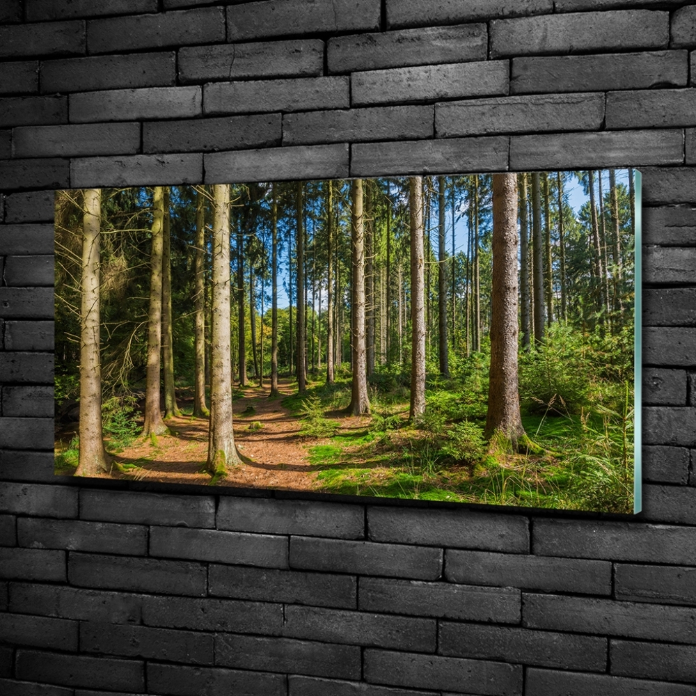 Tableau sur verre Panorama d'une forêt