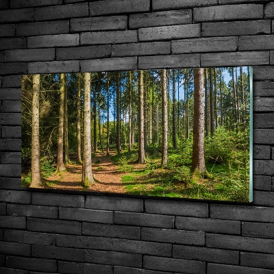 Tableau sur verre Panorama d'une forêt