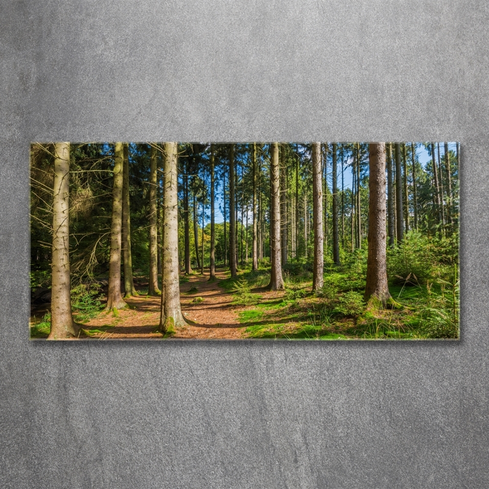 Tableau sur verre Panorama d'une forêt