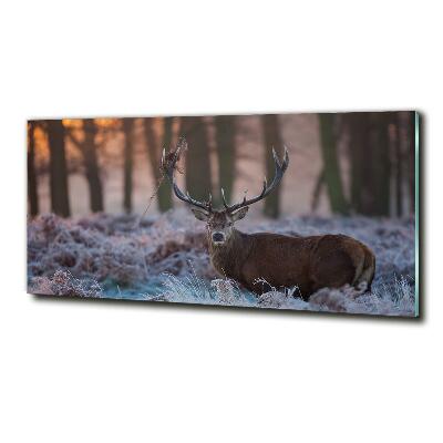 Tableau imprimé sur verre Cerf à l'aube